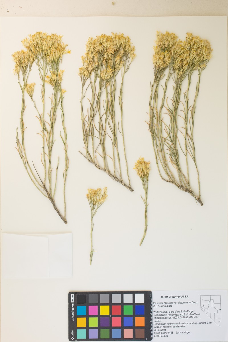 Ericameria nauseosa var. leiosperma photo 5