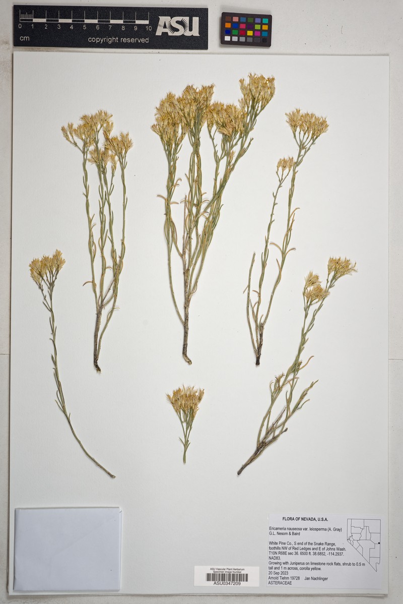 Ericameria nauseosa var. leiosperma photo 6