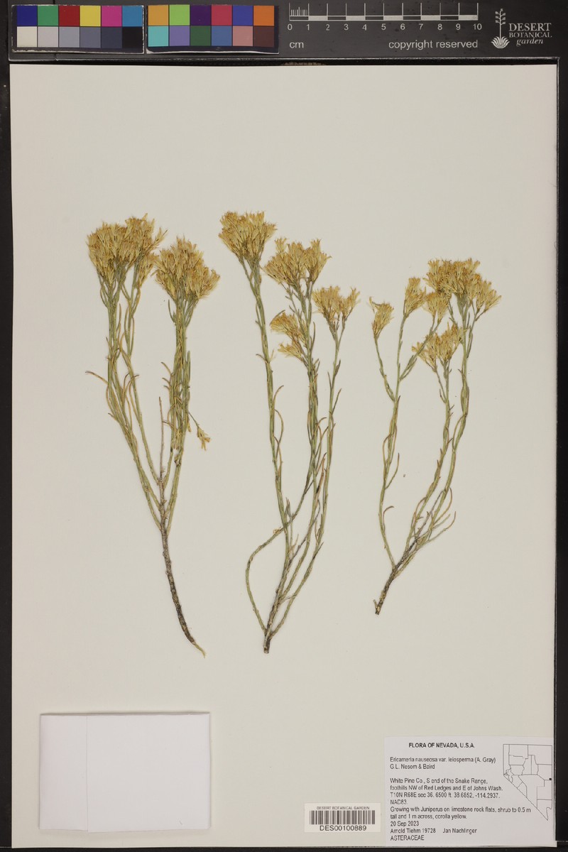 Ericameria nauseosa var. leiosperma photo 7