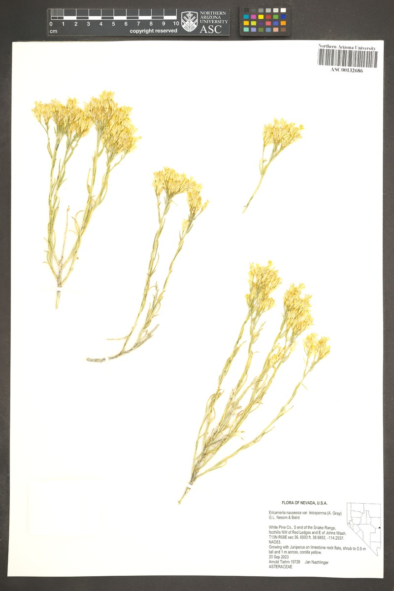 Ericameria nauseosa var. leiosperma photo 8