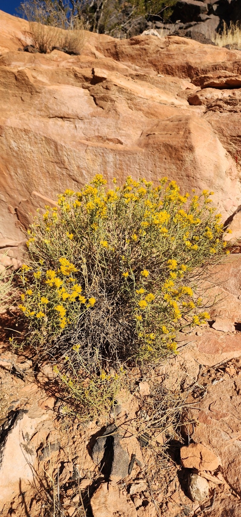 Ericameria nauseosa var. leiosperma