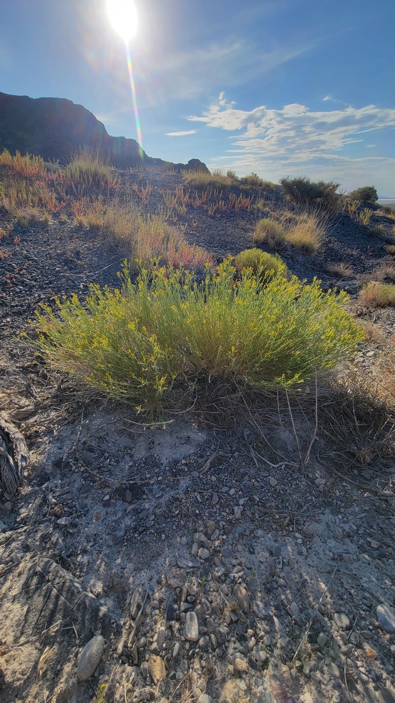 Ericameria nauseosa var. leiosperma photo 2
