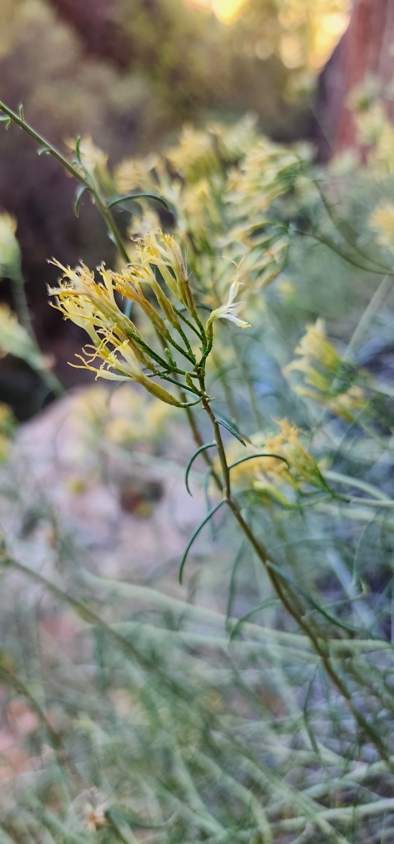 Ericameria nauseosa var. leiosperma photo 3