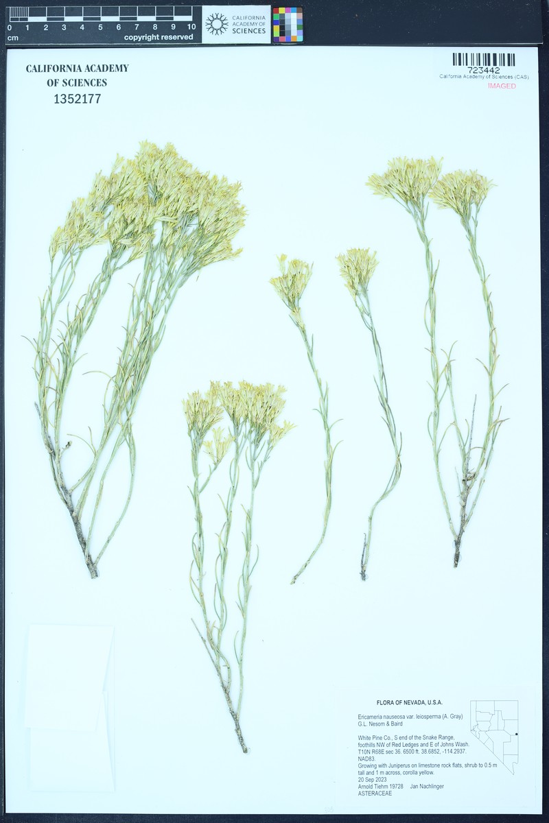 Ericameria nauseosa var. leiosperma photo 4