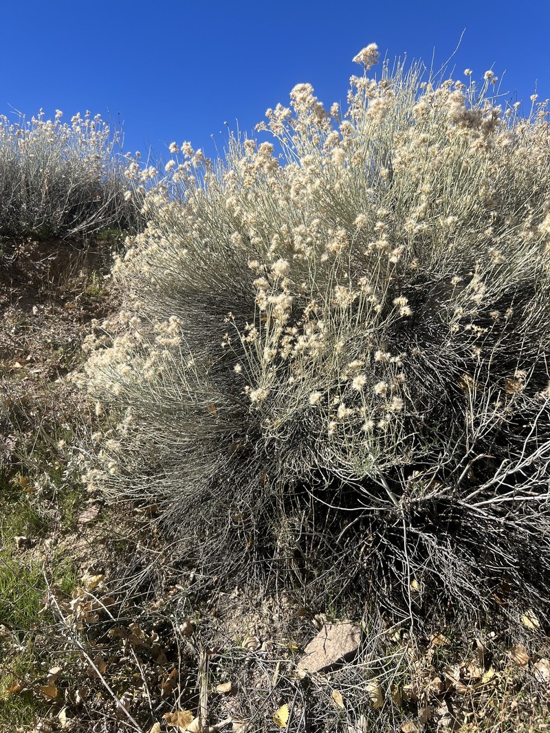 Ericameria nauseosa var. mohavensis