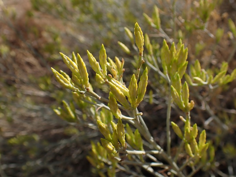 Ericameria nauseosa var. mohavensis photo 2