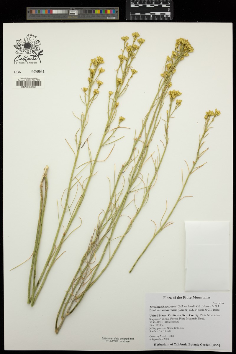 Ericameria nauseosa var. mohavensis photo 3