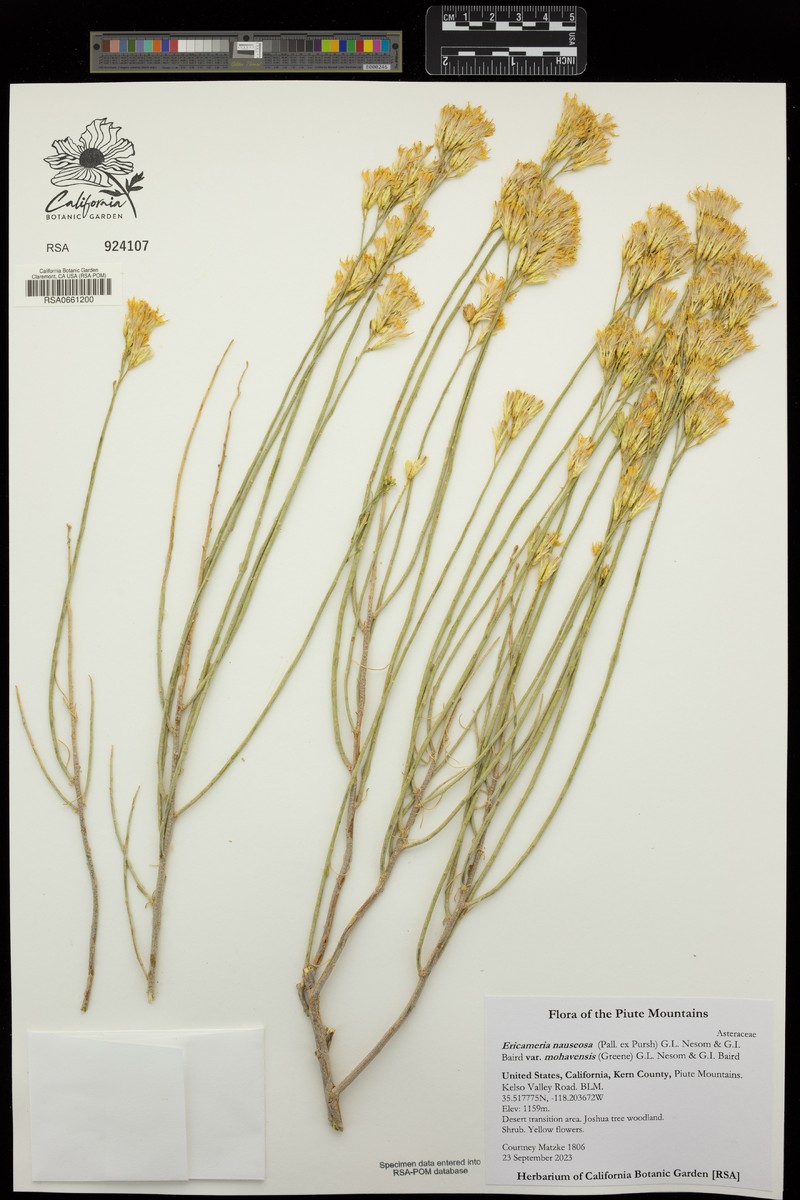 Ericameria nauseosa var. mohavensis photo 4