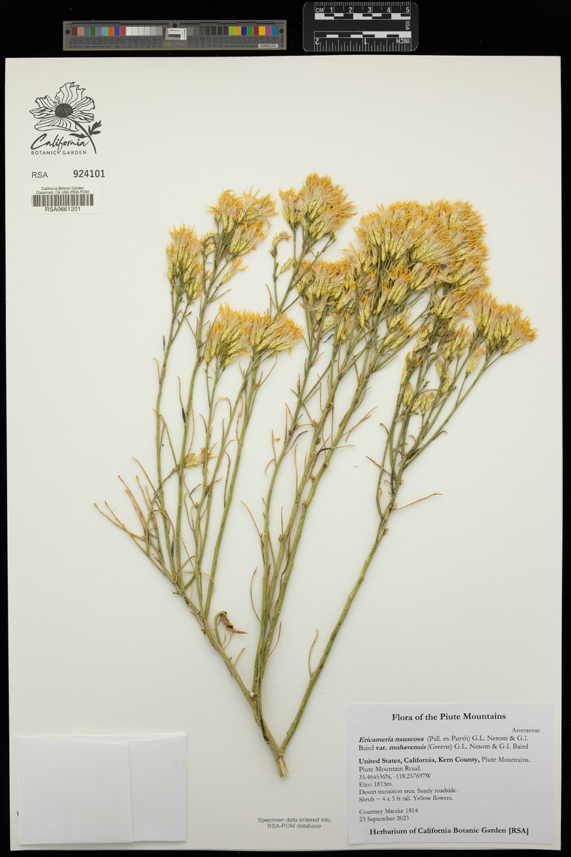 Ericameria nauseosa var. mohavensis photo 5