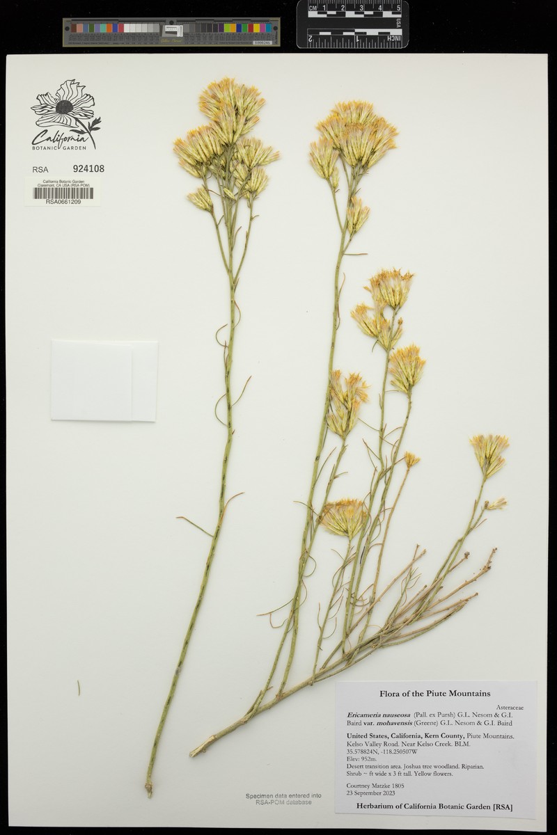 Ericameria nauseosa var. mohavensis photo 6