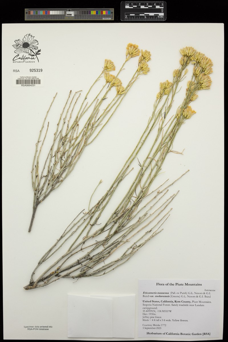 Ericameria nauseosa var. mohavensis photo 7