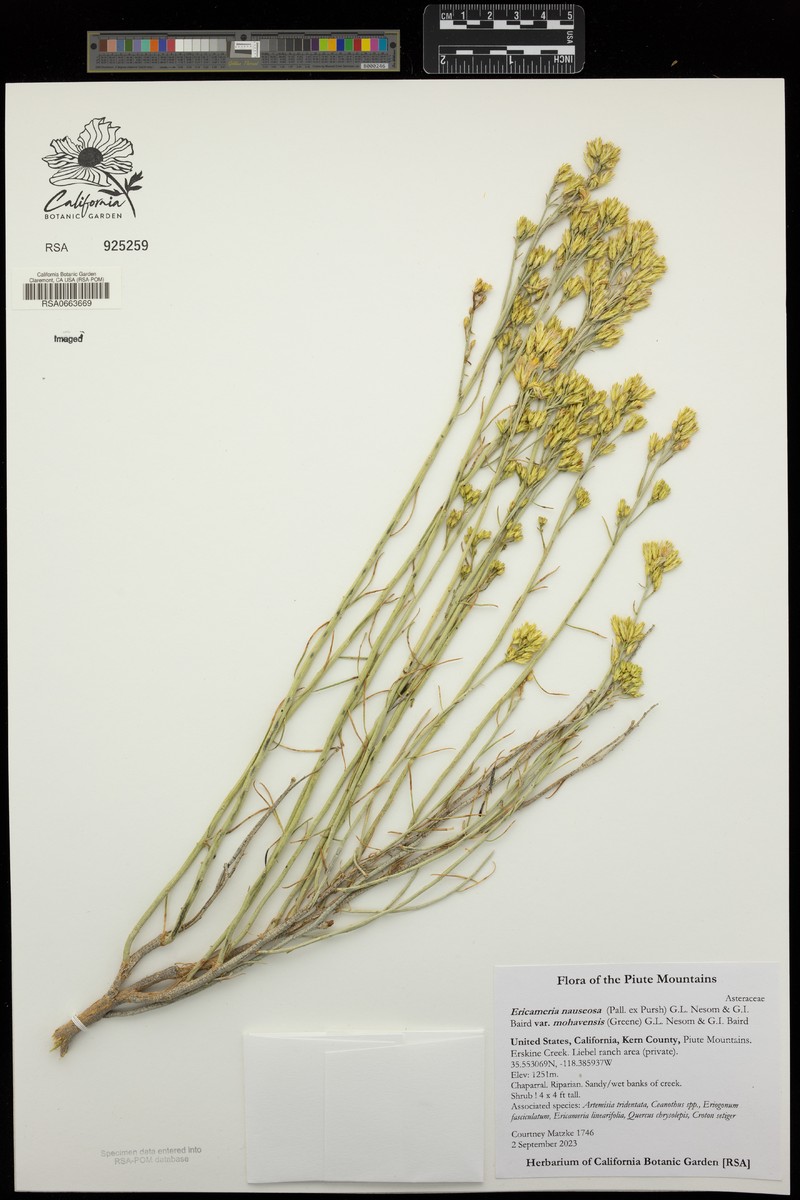 Ericameria nauseosa var. mohavensis photo 8