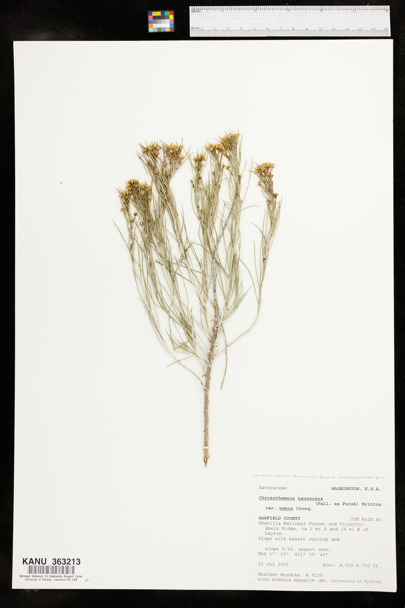 Ericameria nauseosa var. nana photo 2