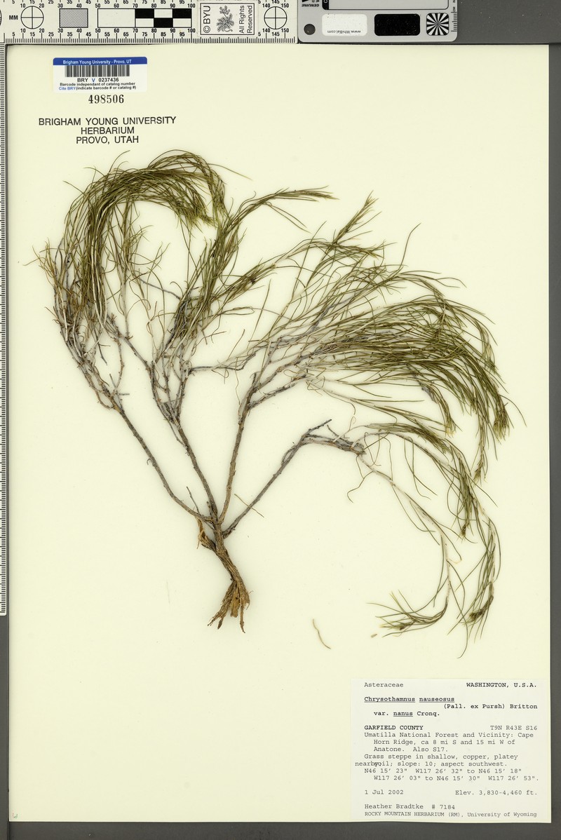Ericameria nauseosa var. nana photo 3