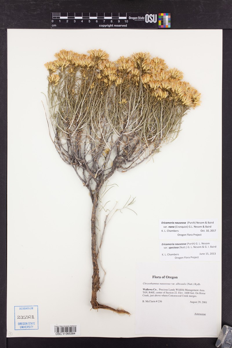 Ericameria nauseosa var. nana photo 4