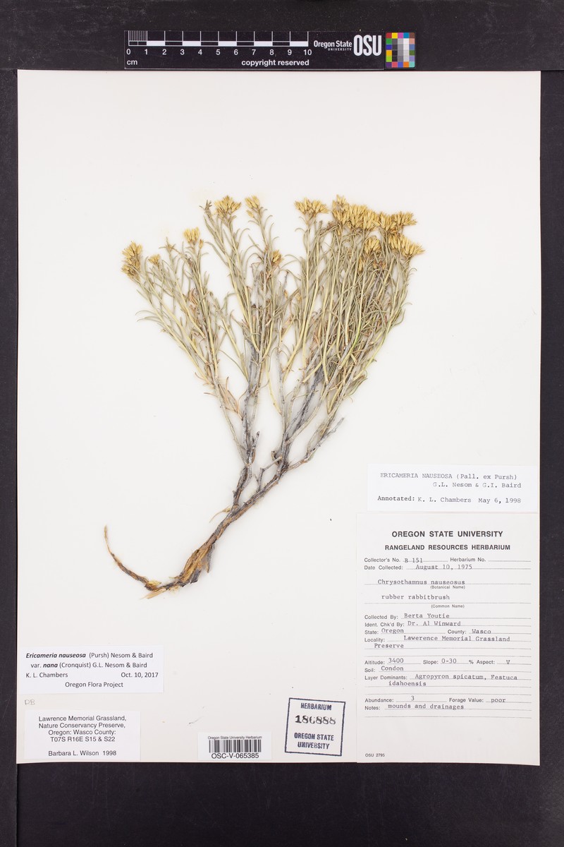Ericameria nauseosa var. nana photo 5