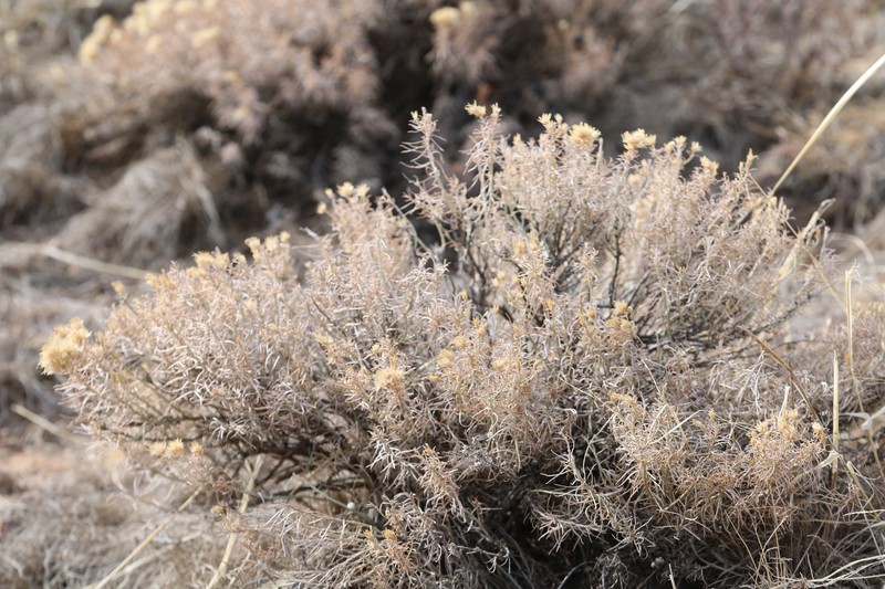 Ericameria nauseosa var. nauseosa