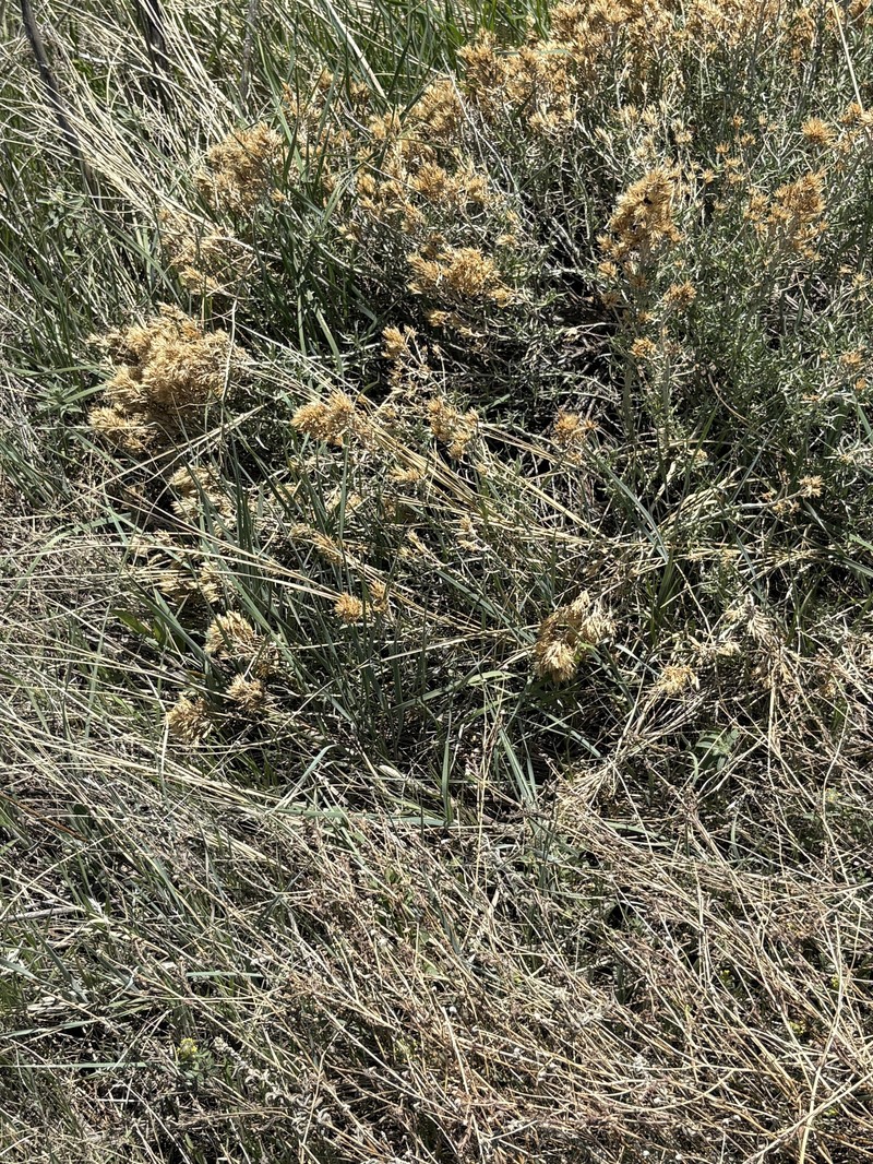 Ericameria nauseosa var. nauseosa photo 3