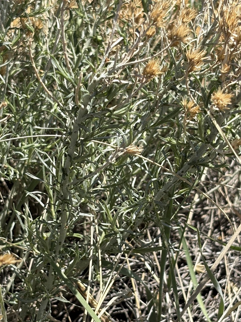 Ericameria nauseosa var. nauseosa photo 4