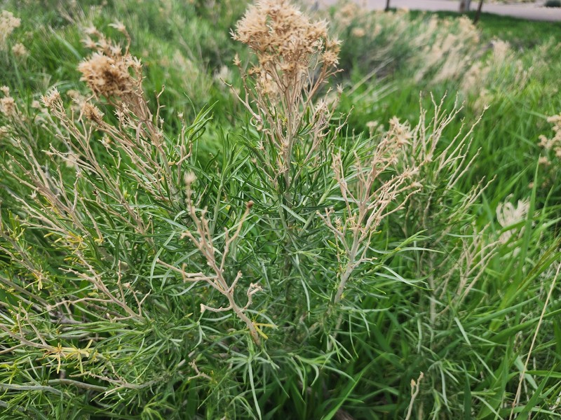 Ericameria nauseosa var. nauseosa photo 5