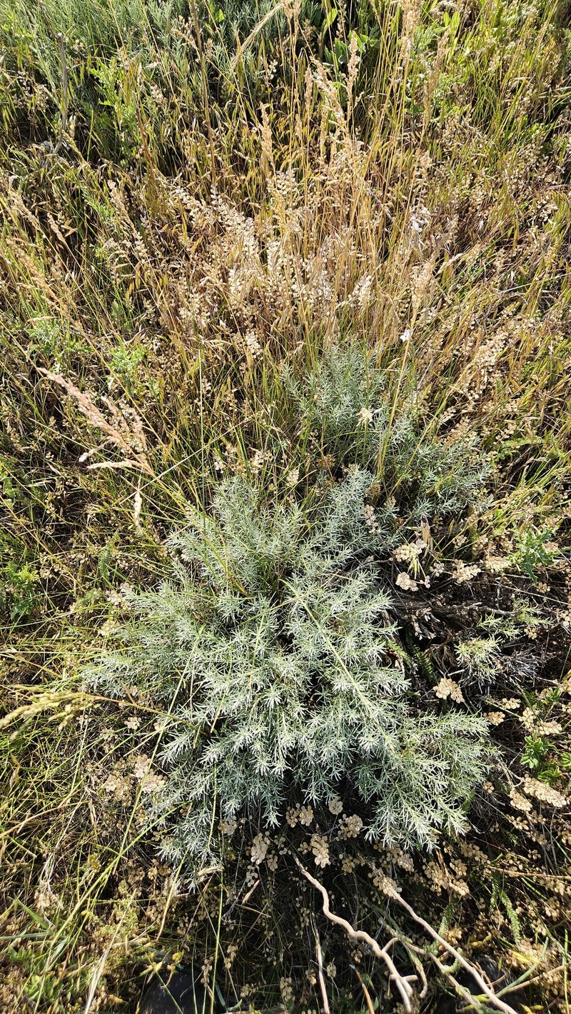 Ericameria nauseosa var. nauseosa photo 6