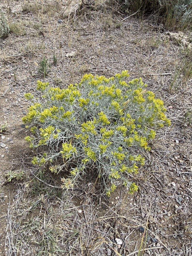 Ericameria nauseosa var. nauseosa photo 7