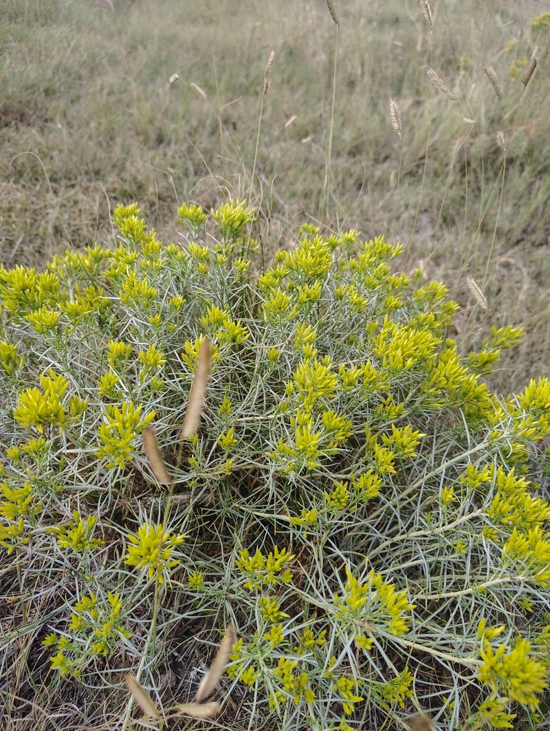 Ericameria nauseosa var. nauseosa photo 8