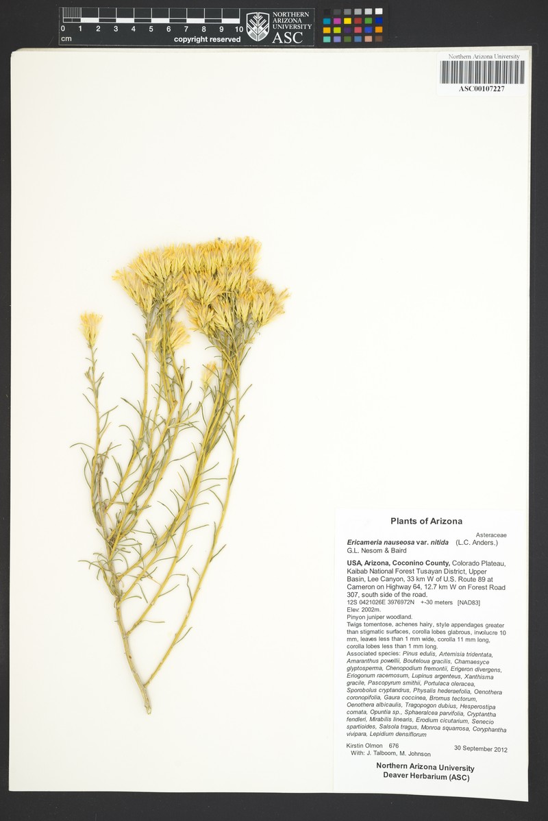 Ericameria nauseosa var. nitida photo 3