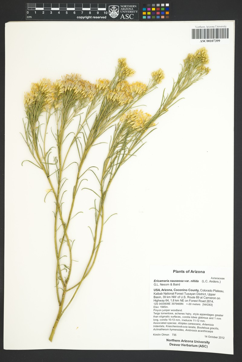 Ericameria nauseosa var. nitida photo 4