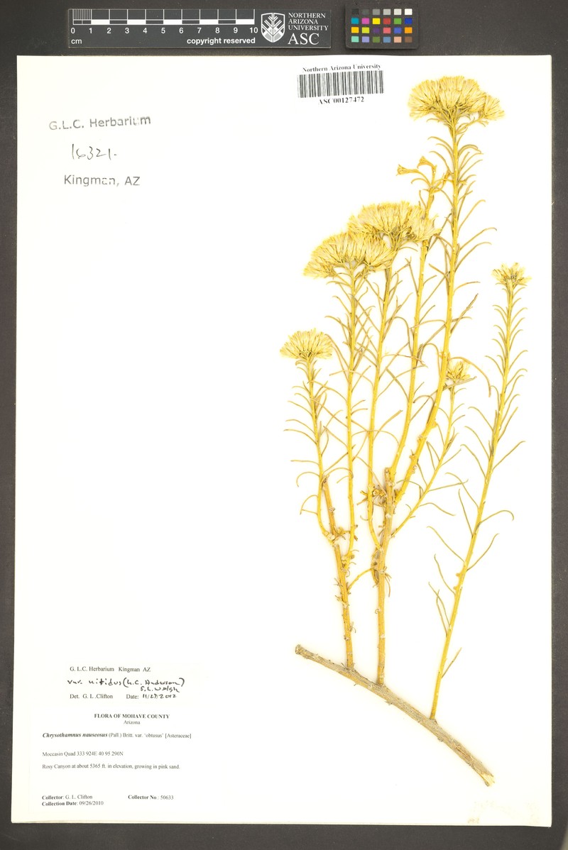 Ericameria nauseosa var. nitida photo 5