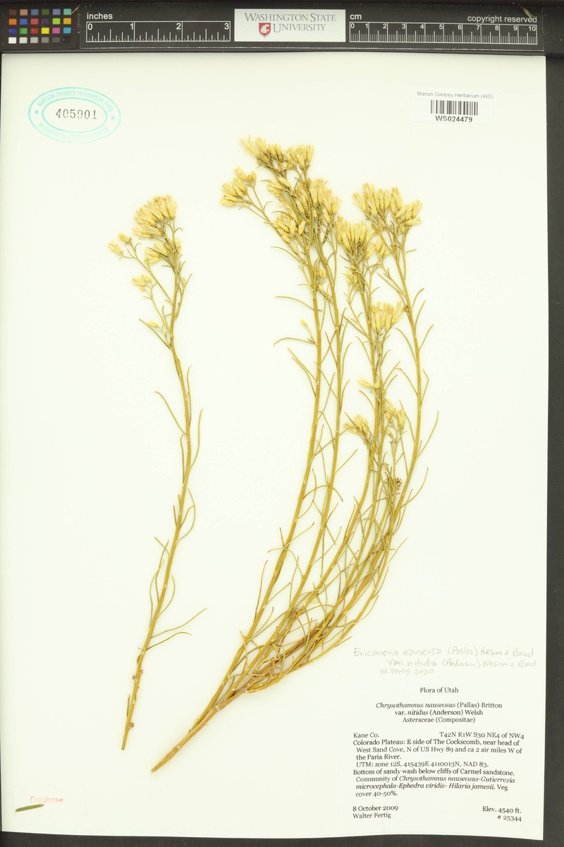 Ericameria nauseosa var. nitida photo 6