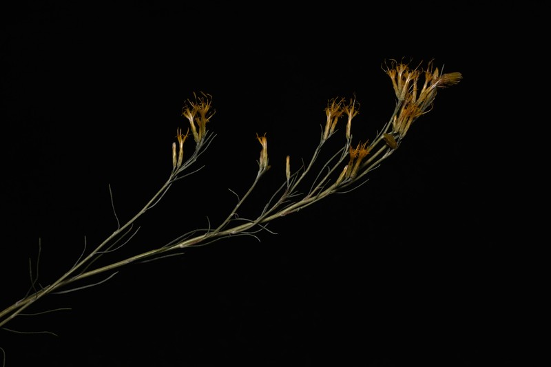Ericameria nauseosa var. nitida photo 2