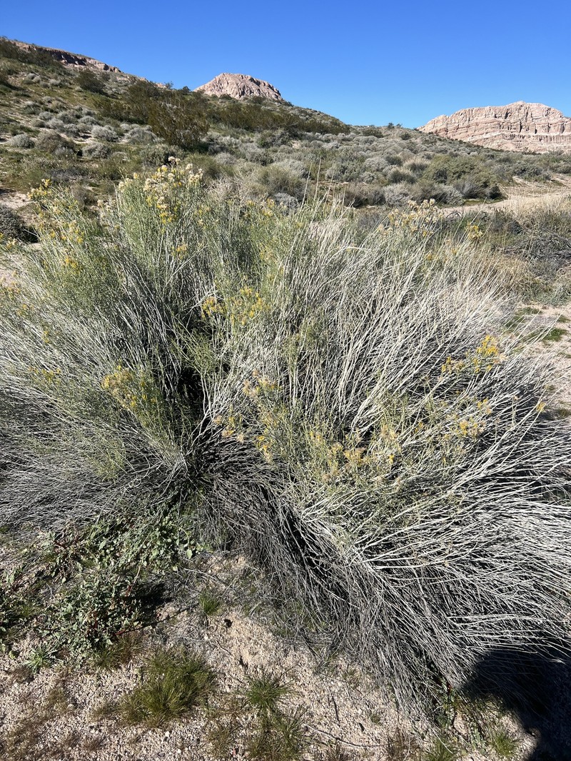 Ericameria nauseosa var. oreophila
