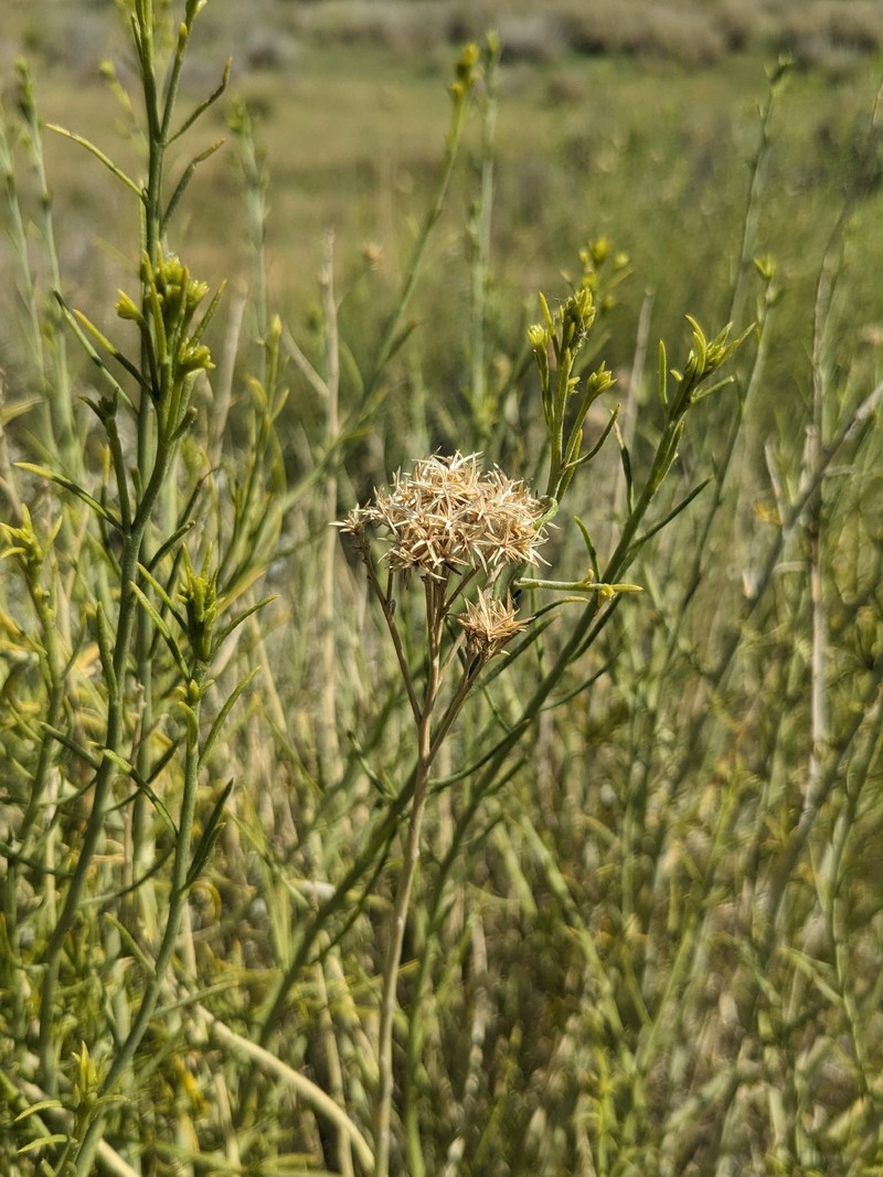 Ericameria nauseosa var. oreophila photo 2