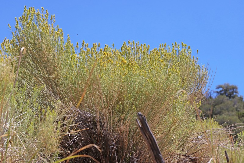 Ericameria nauseosa var. oreophila photo 4