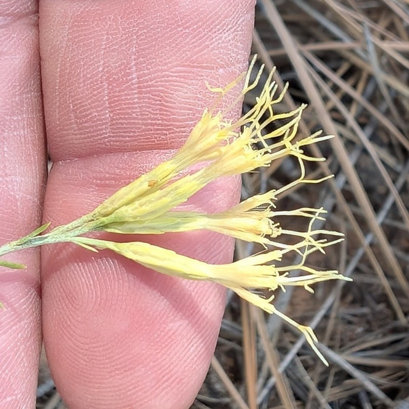 Ericameria nauseosa var. oreophila photo 5