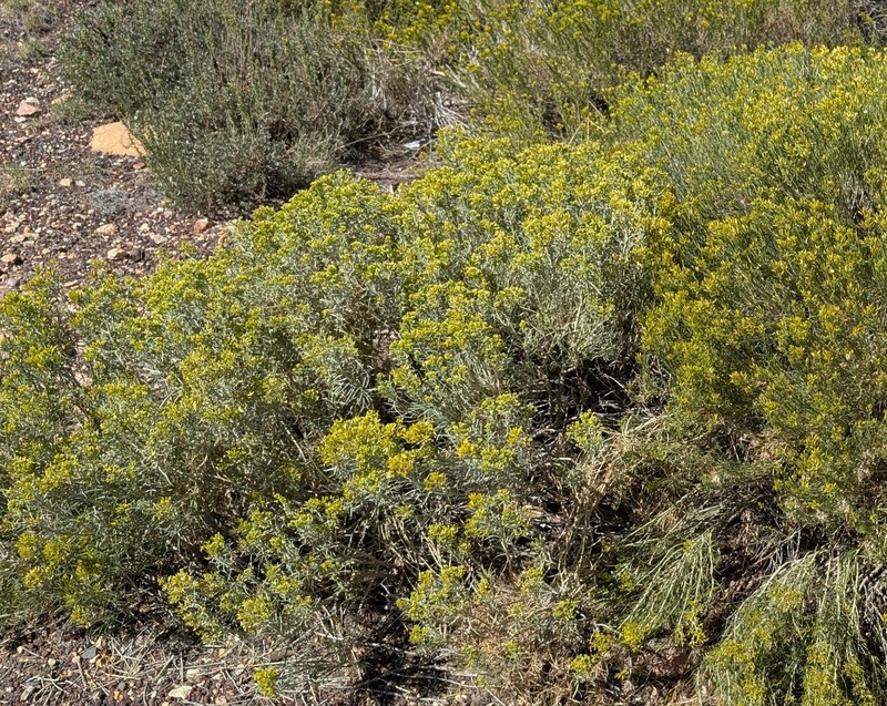 Ericameria nauseosa var. oreophila photo 6