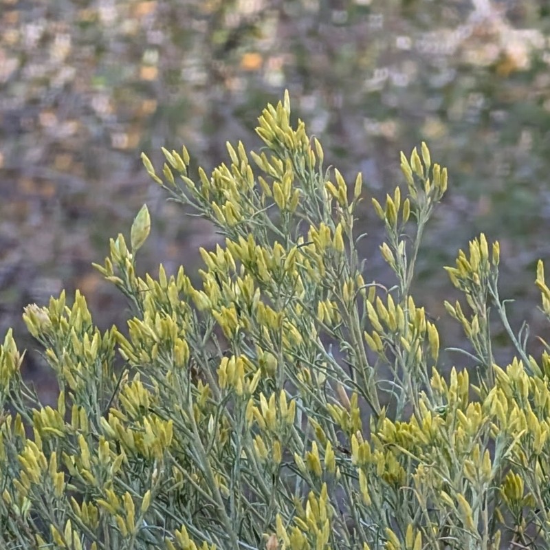 Ericameria nauseosa var. oreophila photo 7