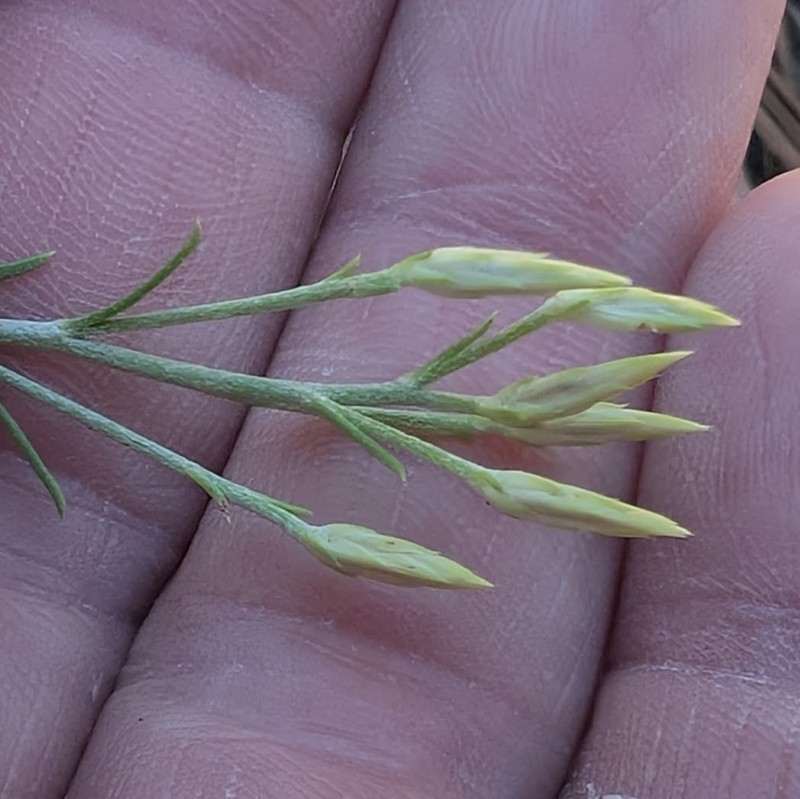 Ericameria nauseosa var. oreophila photo 8