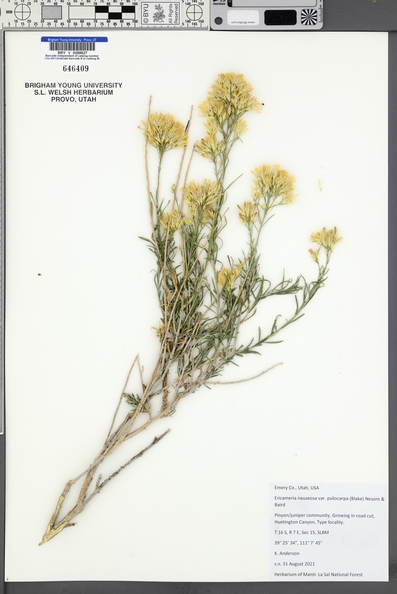 Ericameria nauseosa var. psilocarpa photo 2