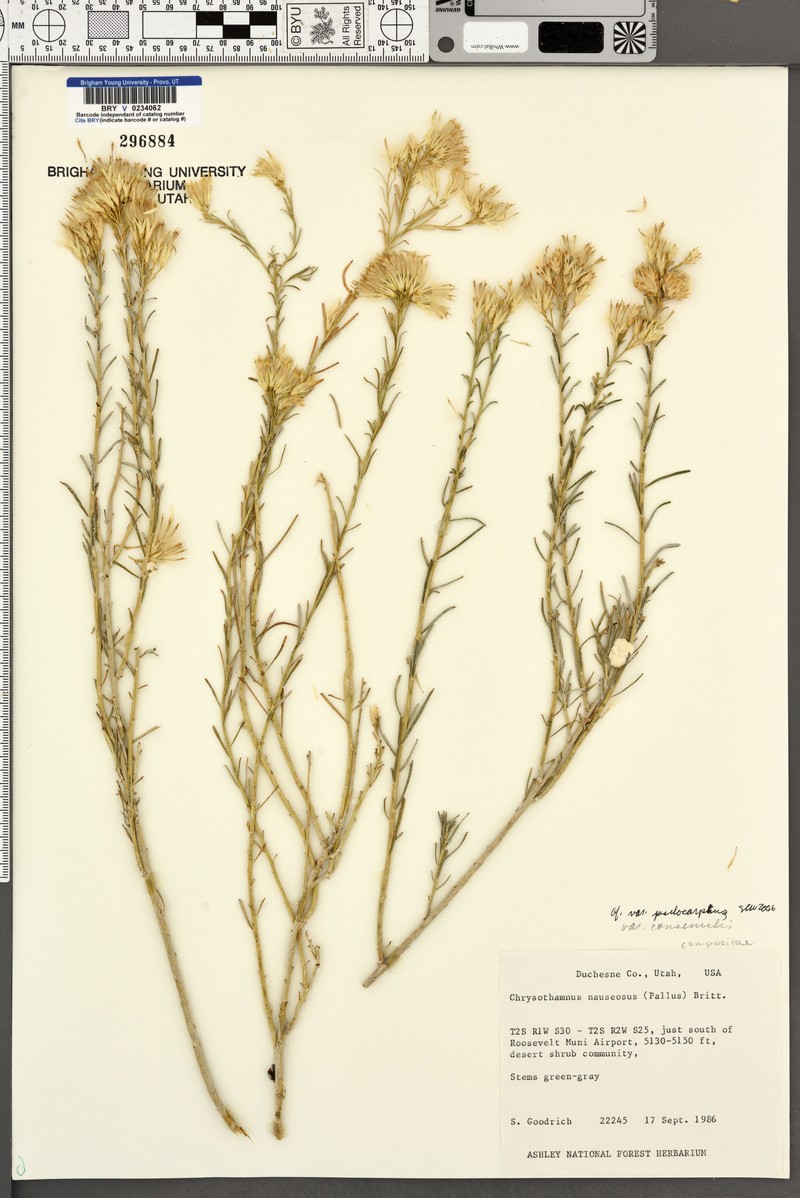 Ericameria nauseosa var. psilocarpa photo 3