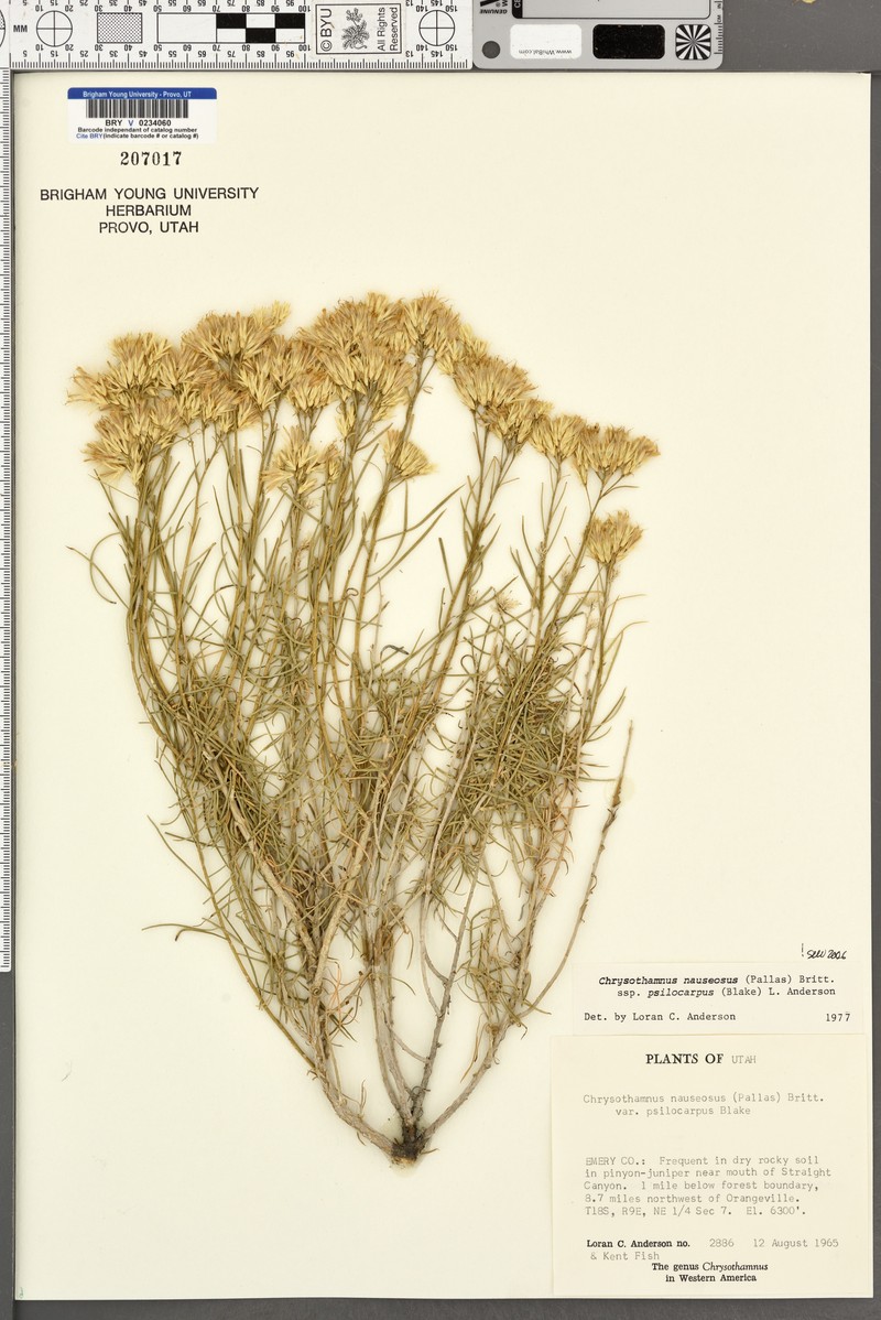 Ericameria nauseosa var. psilocarpa photo 4