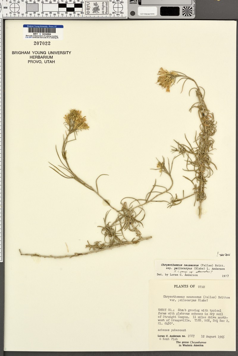 Ericameria nauseosa var. psilocarpa photo 5