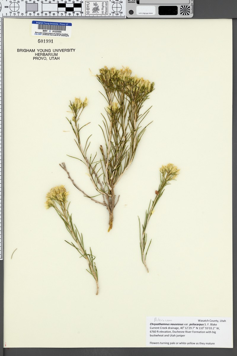 Ericameria nauseosa var. psilocarpa photo 6