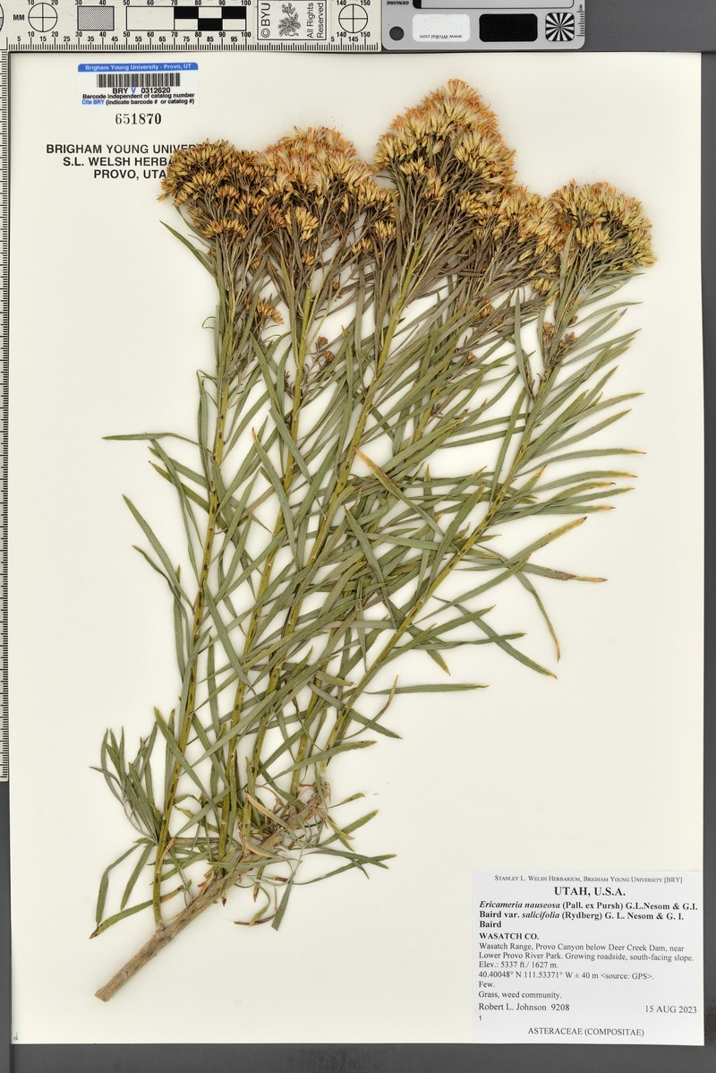 Ericameria nauseosa var. salicifolia