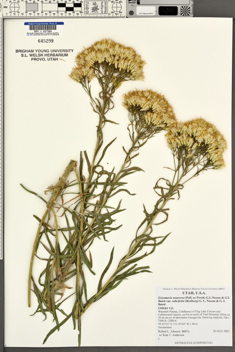 Ericameria nauseosa var. salicifolia photo 2