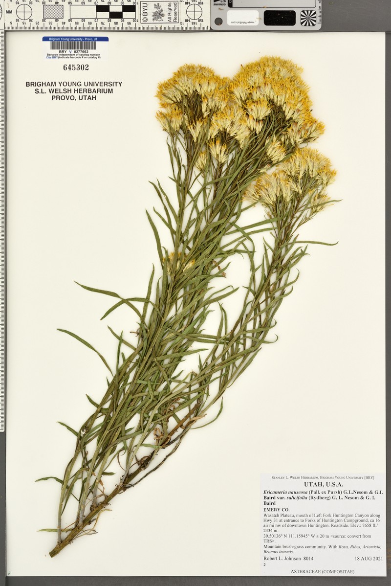 Ericameria nauseosa var. salicifolia photo 3