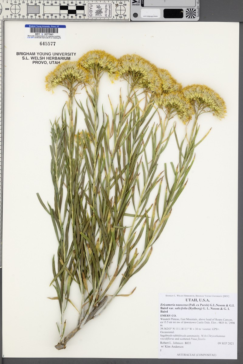 Ericameria nauseosa var. salicifolia photo 4