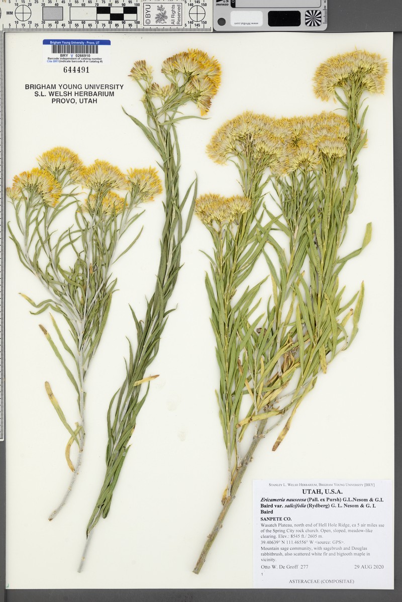 Ericameria nauseosa var. salicifolia photo 5
