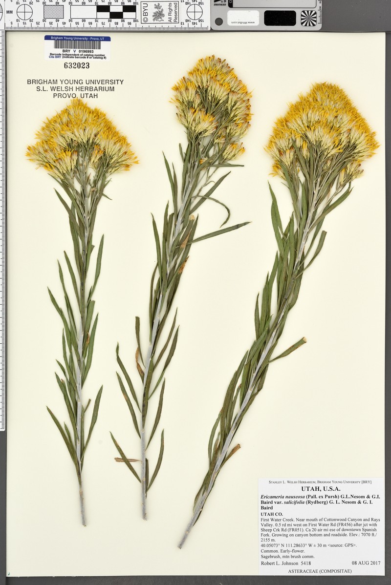 Ericameria nauseosa var. salicifolia photo 6